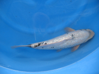 Ginrin Matsukawabake