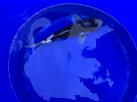 Ginrin Matsukawabake