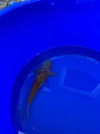 Ginrin Ochiba Shigure