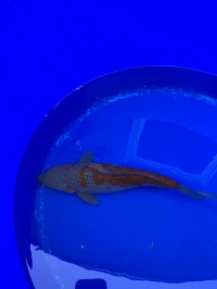 Ginrin Ochiba Shigure