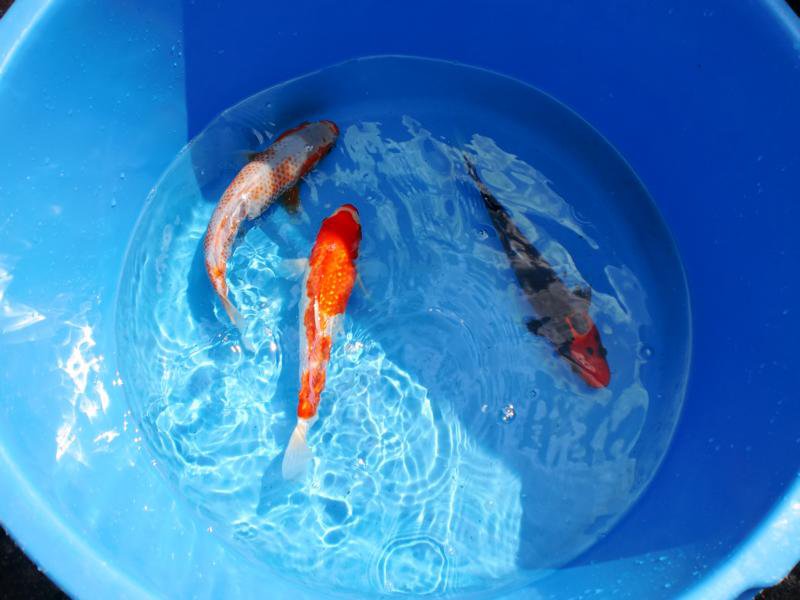 Jubiläums Teichfest 2014